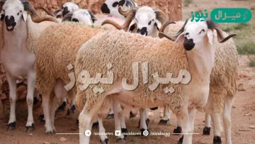 هل الأضحية فرض ام سنه