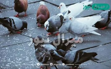 هل تقبل شهادة مربي الحمام ؟