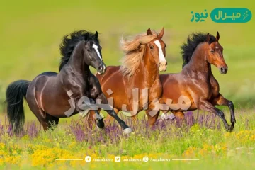 هل يجوز اكل لحم الحصان