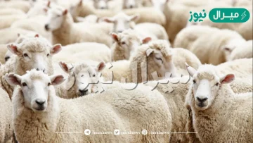 هل يجوز الاشتراك في الاضحية