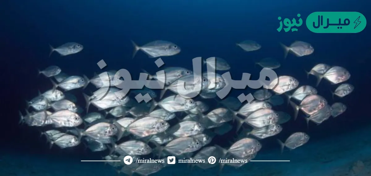 هل يستطيع السمك رؤية الماء