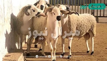 هل يضحى عن الميت