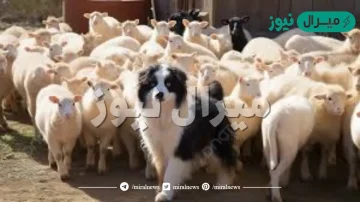 يتصف الكلب الذي يكون مع الأغنام ب