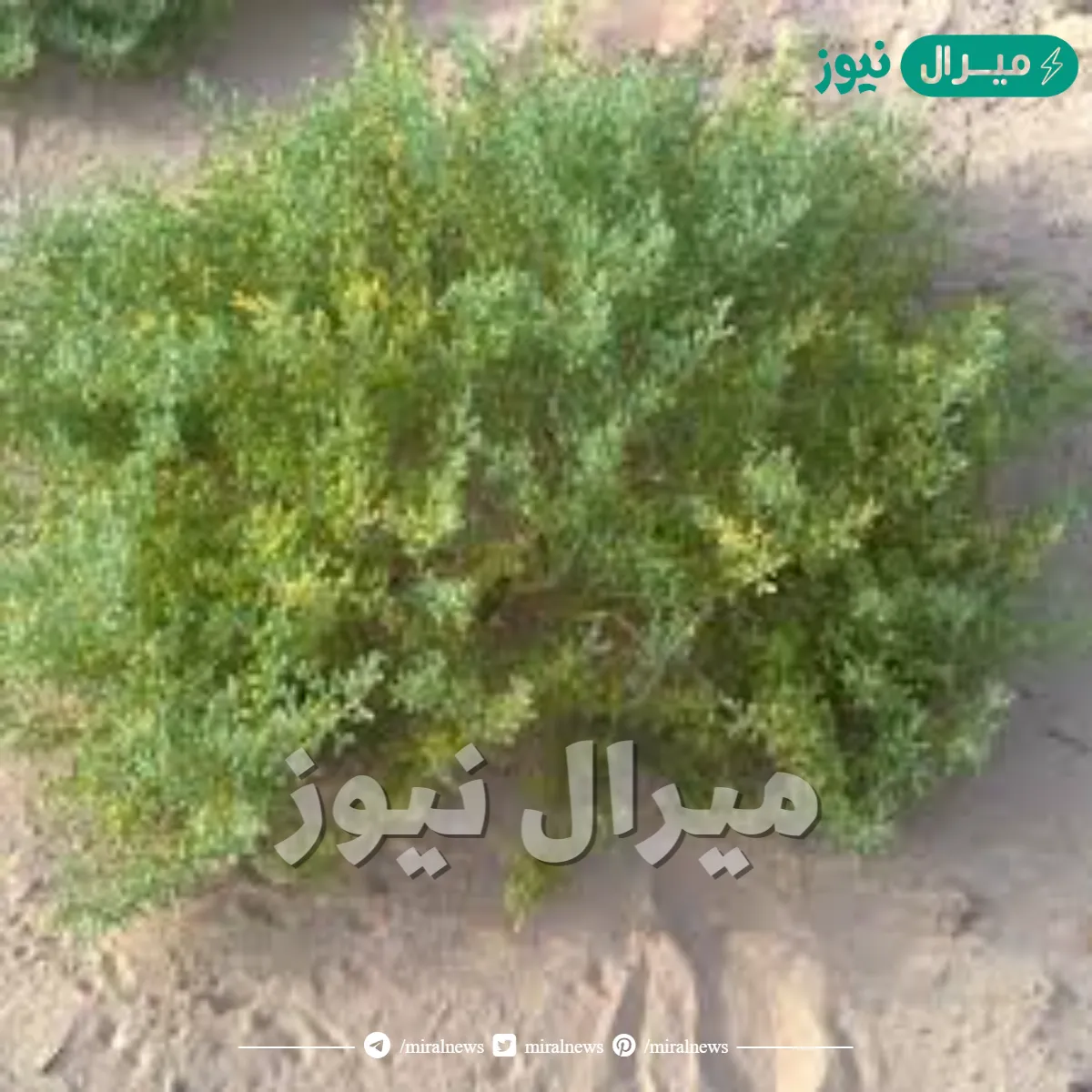 أوراق نبات الهرم يكون شكلها