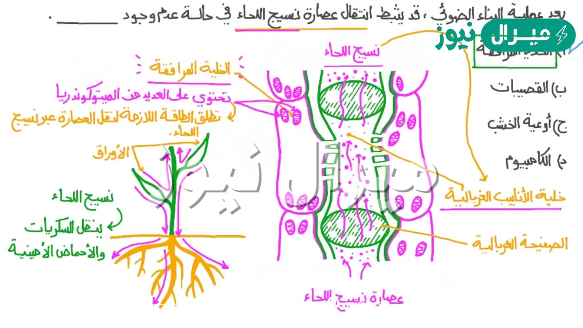 أي الآتية لا يُعد من تركيب اللحاء