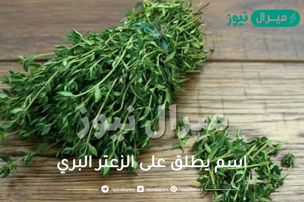 اسم يطلق على الزعتر البري