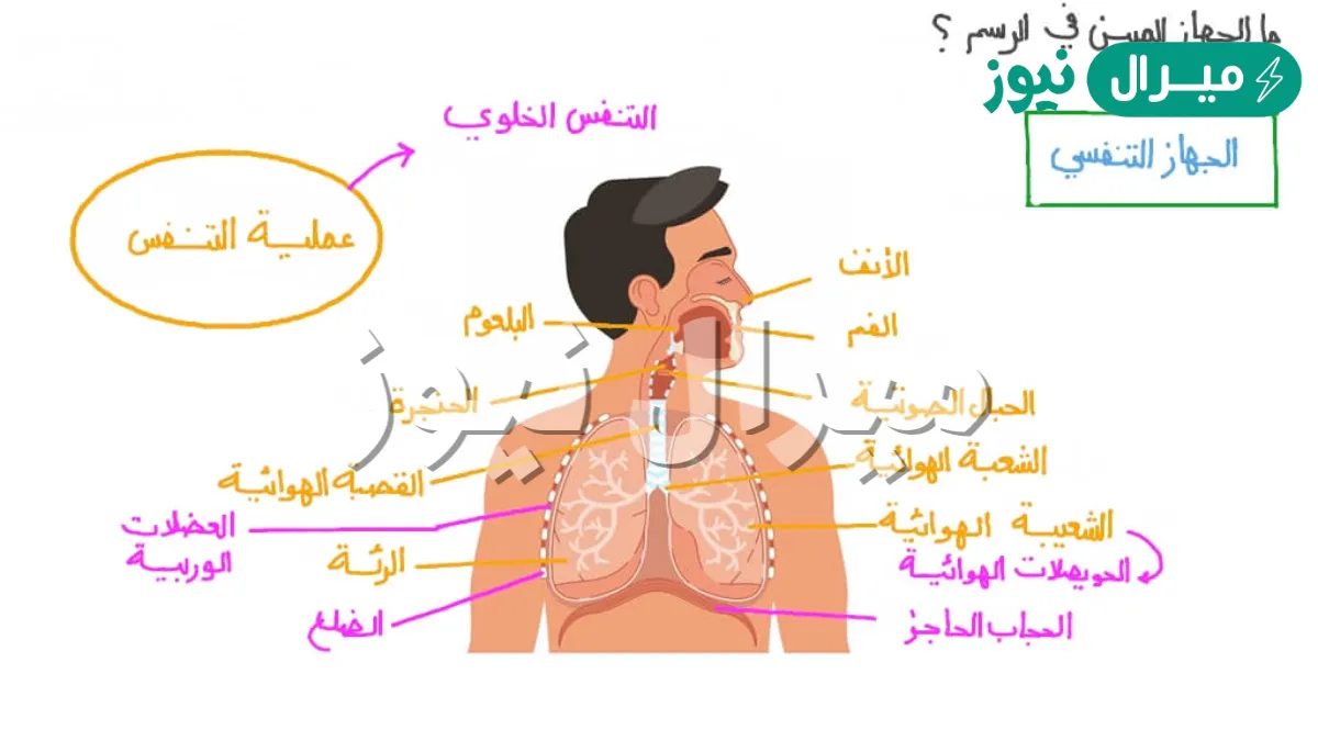 الجزء من الجهاز التنفسي الذي له علاقة بإصدار الصوت هو