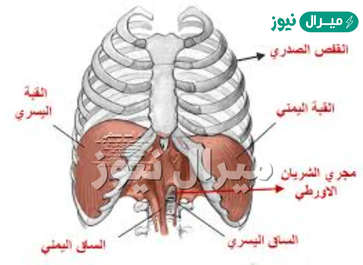 الحجاب الحاجز يفصل بين