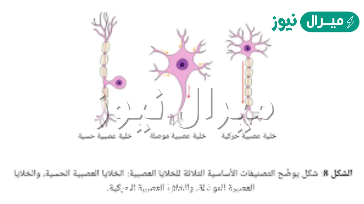 الخلايا العصبيه هي خلايا متخصصه تساعد جسم الانسان على