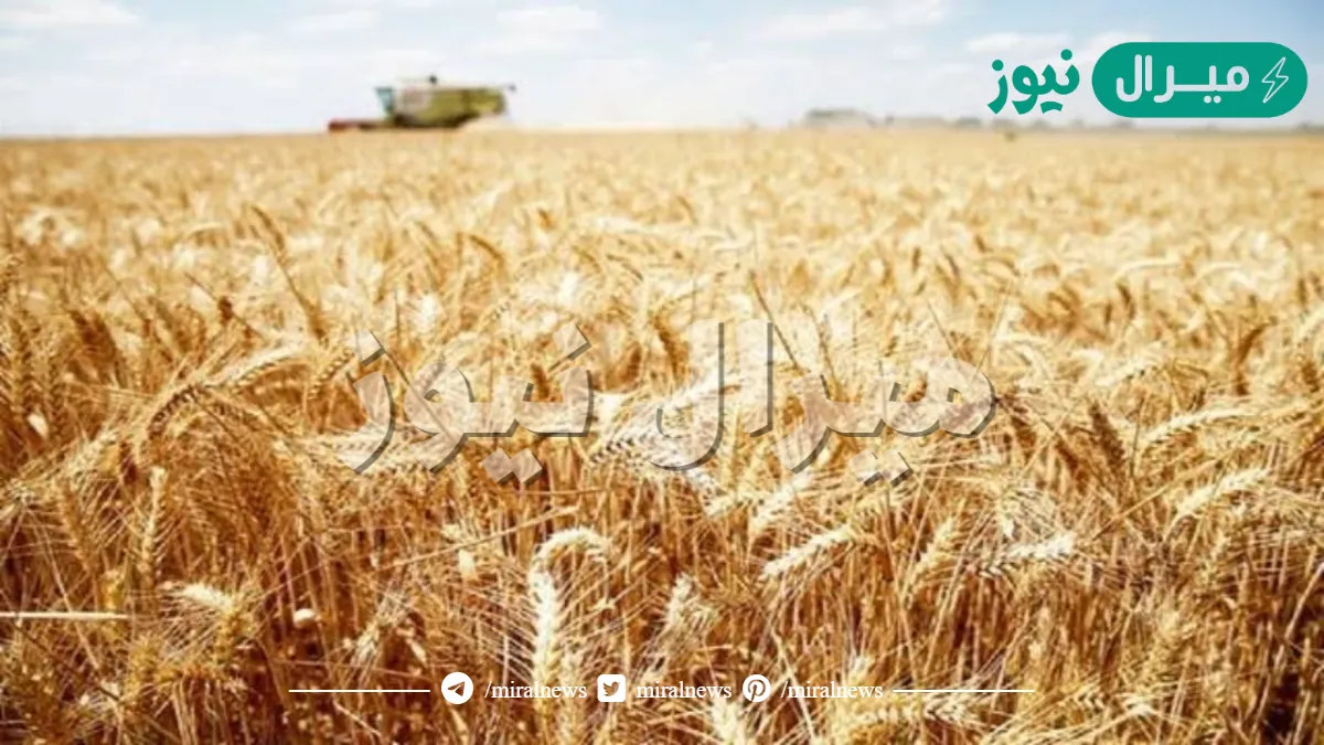 الغاء رسم الحمايه على القمح