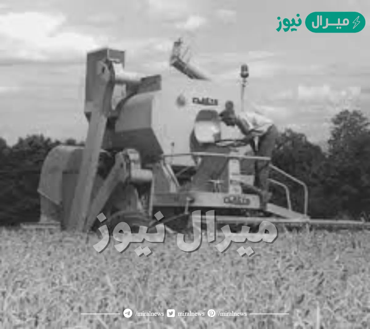 المحصول الذي يرتبط حصاده بما يسمى الجداد