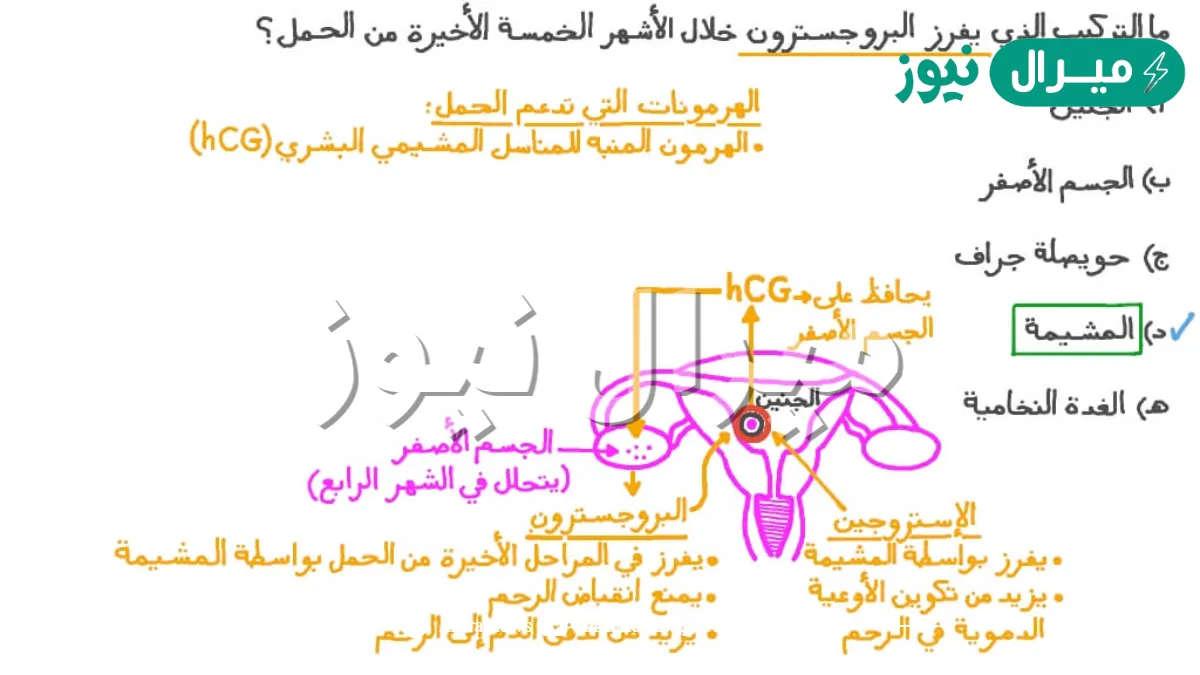 الهرمون الذي يعمل على تهيئة الرحم للحمل