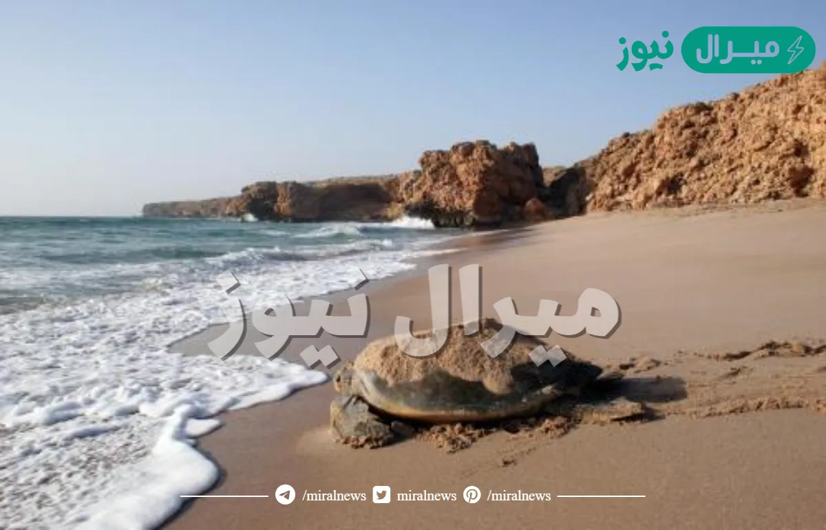 اين تقع محمية السلاحف في عمان