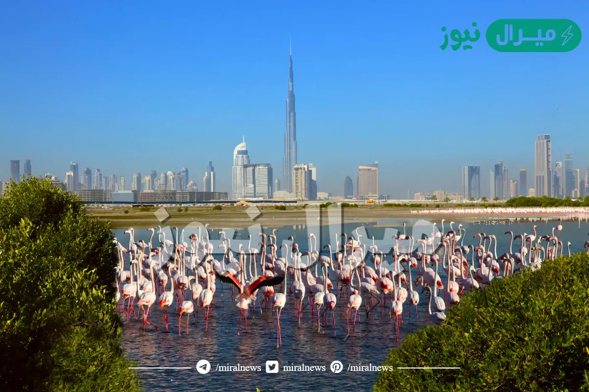 اين تقع محمية راس الخور