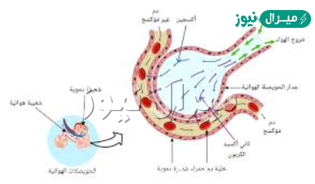 تتم عملية تبادل الغازات بين الشعيرات الدموية والحويصلات الهوائية عن طريق
