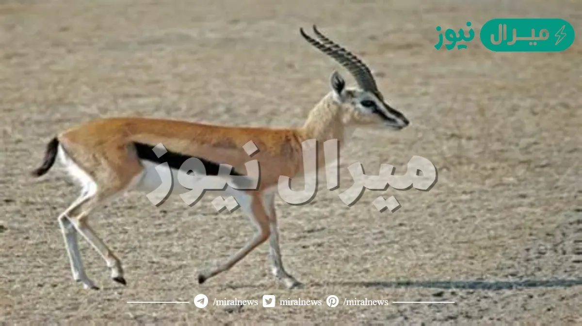 تفسير حلم رؤية اكل لحم الغزال في المنام