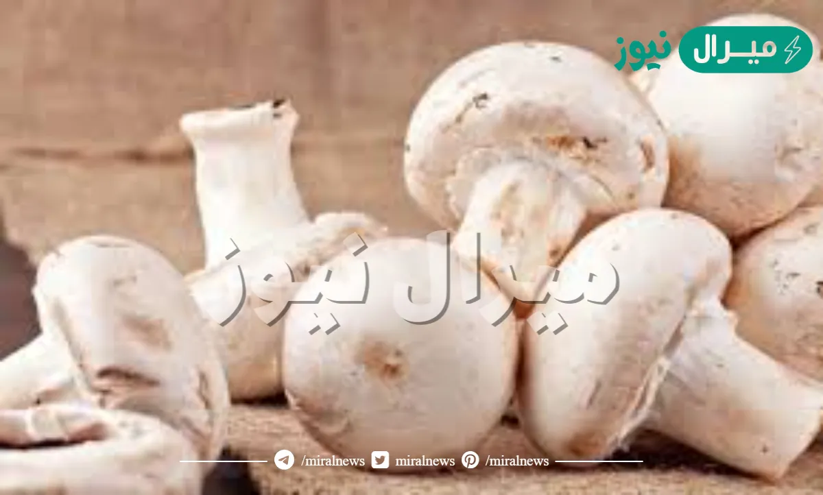 تفسير حلم رؤية الفطر في المنام