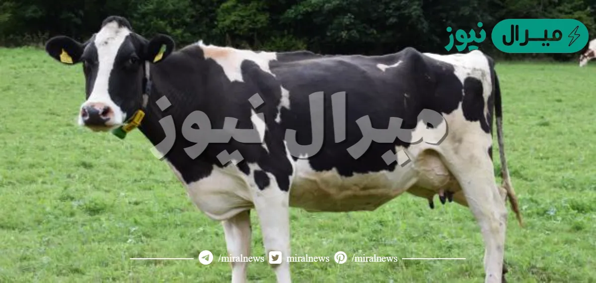 تفسير رؤية العجل في المنام لابن سيرين والنابلسي