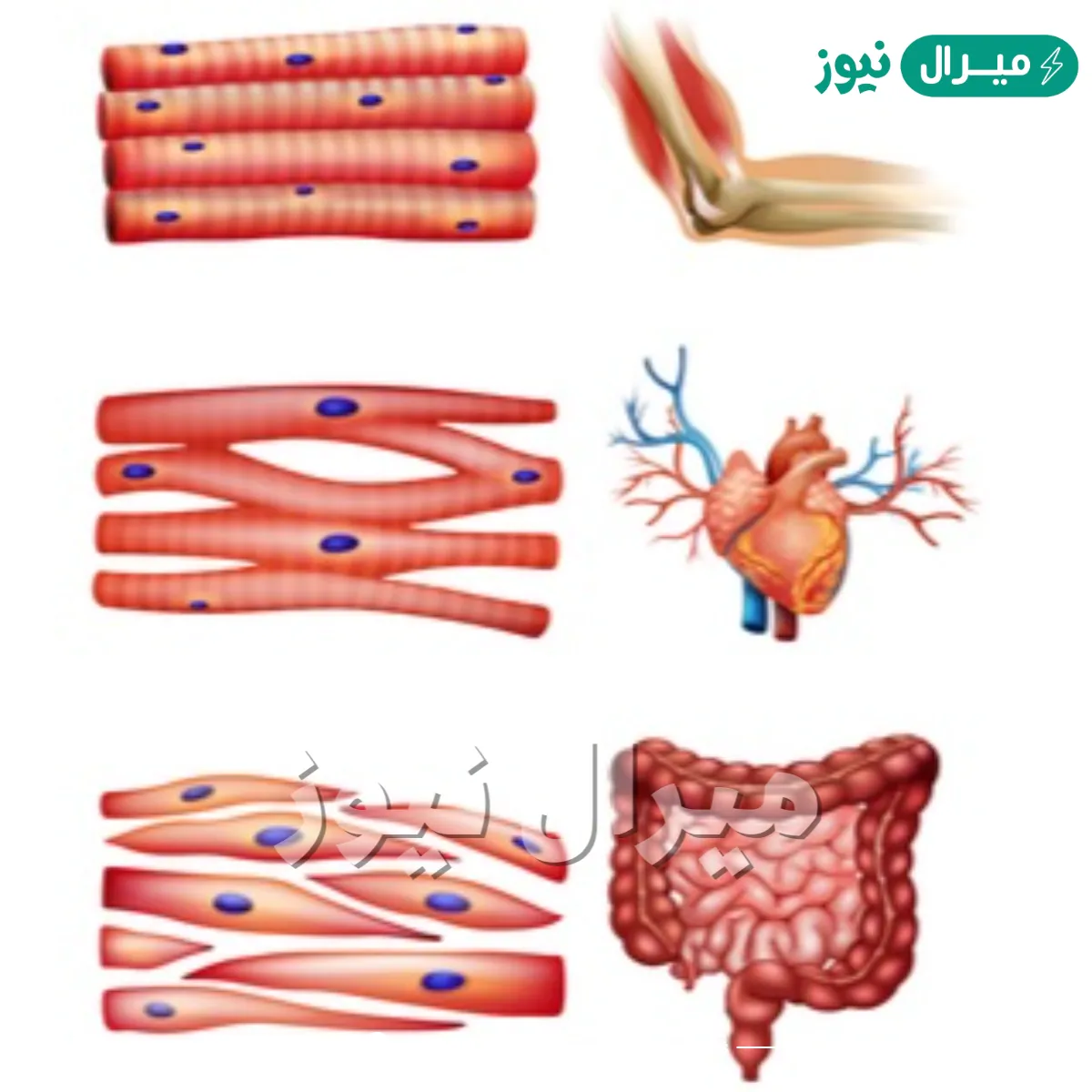 عضلات مخططة لا إرادية