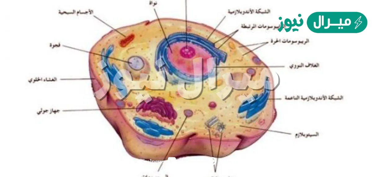 في اي من التراكيب تتوقع ان يوجد جدار الخلية ؟