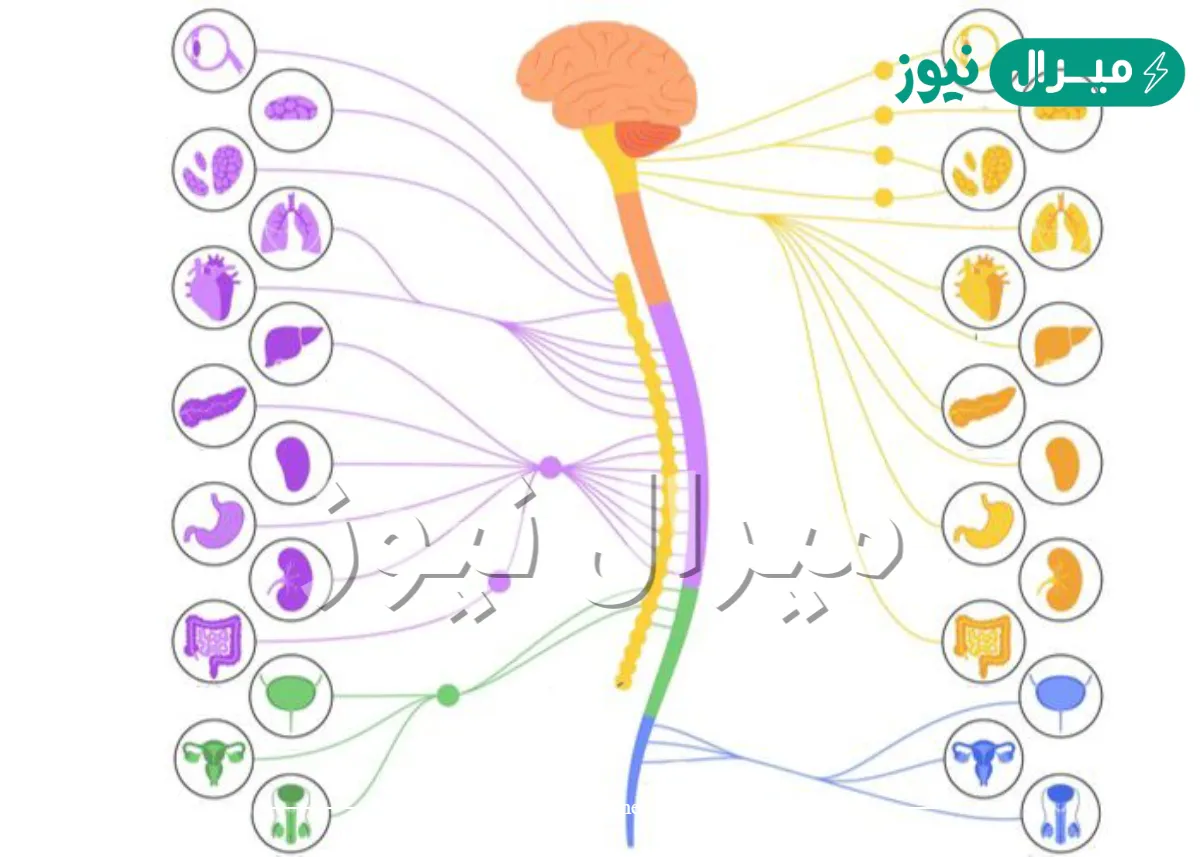 كم عدد الاعصاب الشوكية عند الانسان