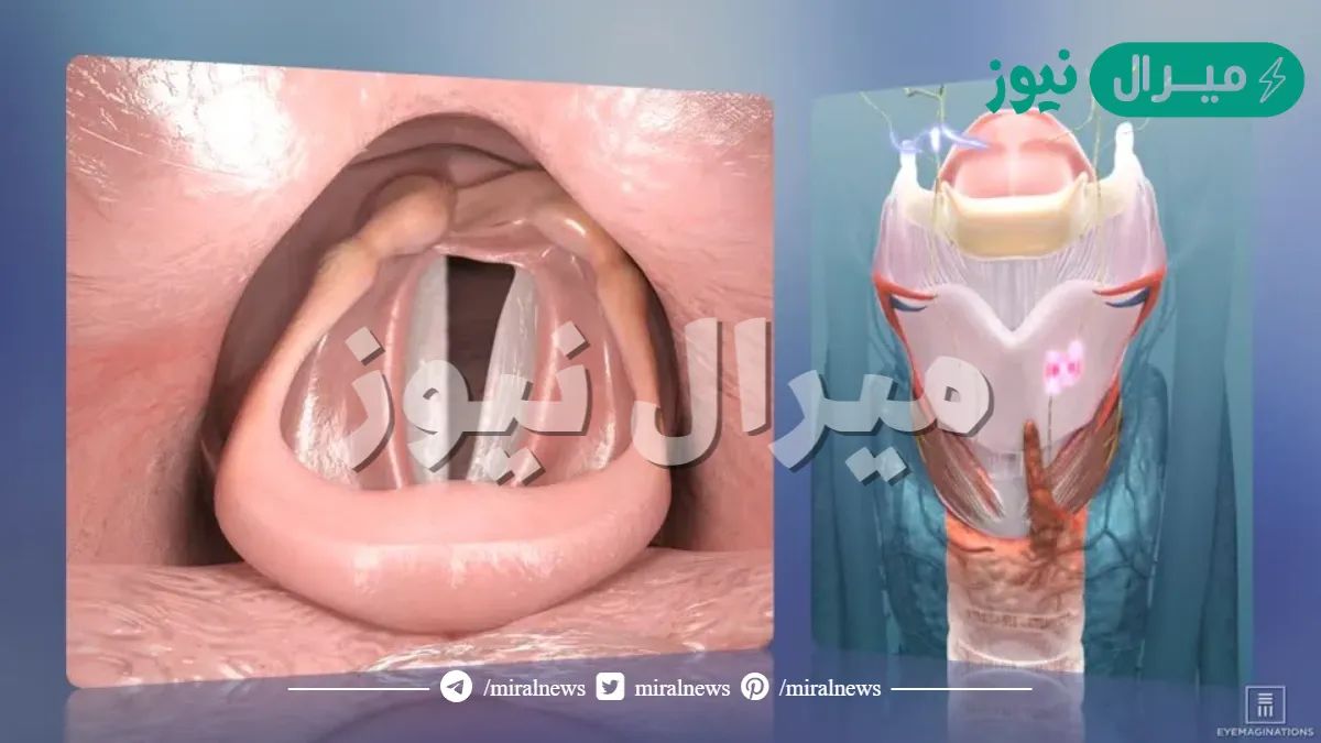 كم عدد الحبال الصوتية في جسم الإنسان