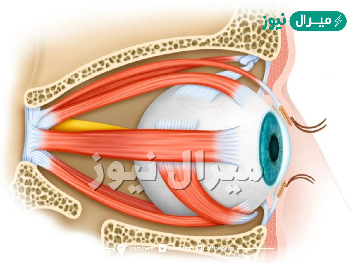 كم عدد العضلات التي تتحكم في اتزان العين