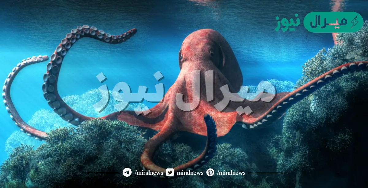 كم عدد عقل الاخطبوط