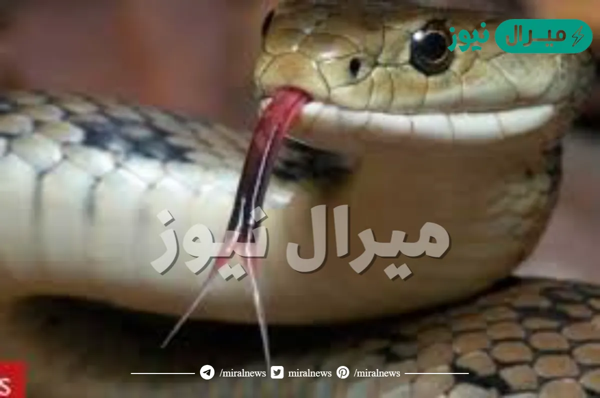 كيف يشم الثعبان