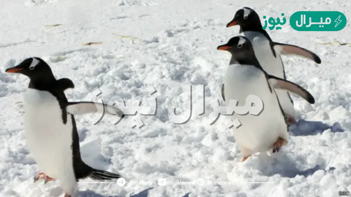 لماذا لا يستطيع البطريق العيش في الصحراء وما المكان الانسب للعيش فيه