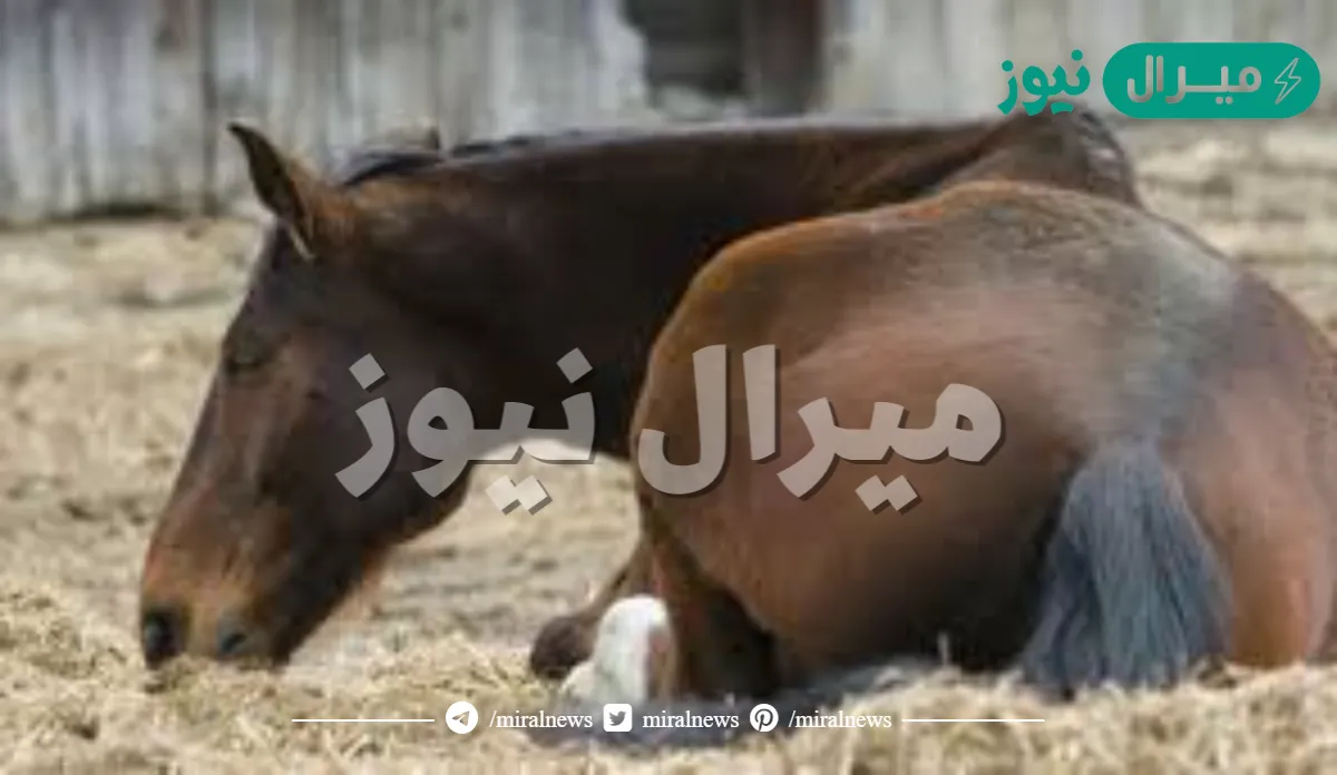 لماذا يقتل الحصان اذا اصيب ساقه