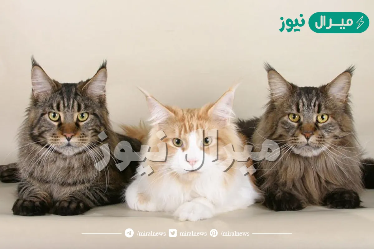 ما أندر أنواع القطط