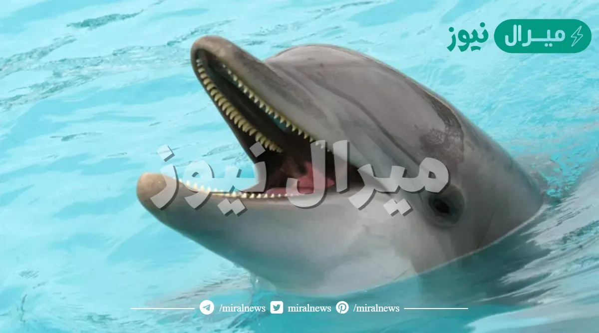 ما اسم انثى الدرفيل