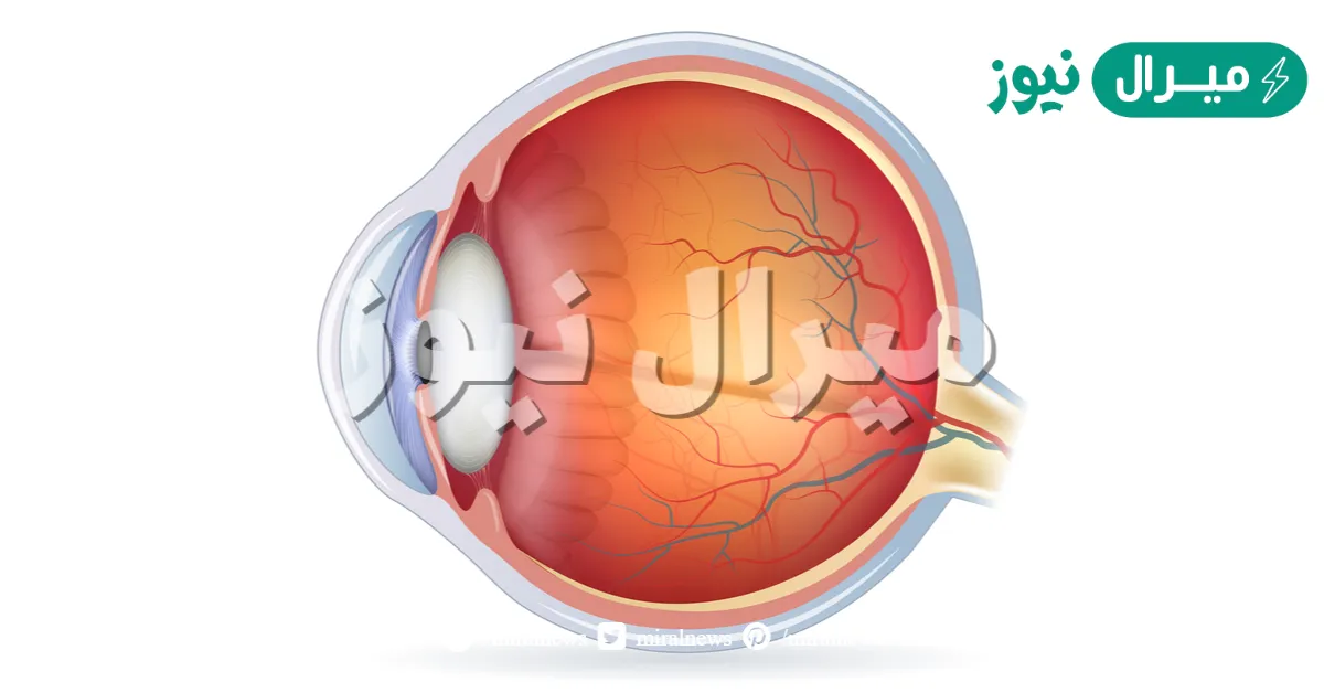 ما الجزء من العين الذي يحتوي عضلات تستجيب للمؤثرات