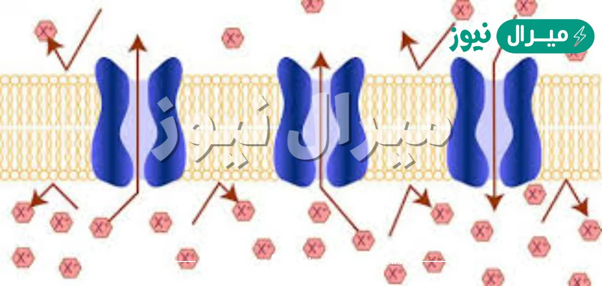 ما نوع النقل الذي يعتمد على البروتينات الناقلة ولا يتطلب طاقة خارجية