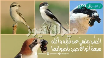 ما هو الصرد الذي نهى الرسول عن قتله