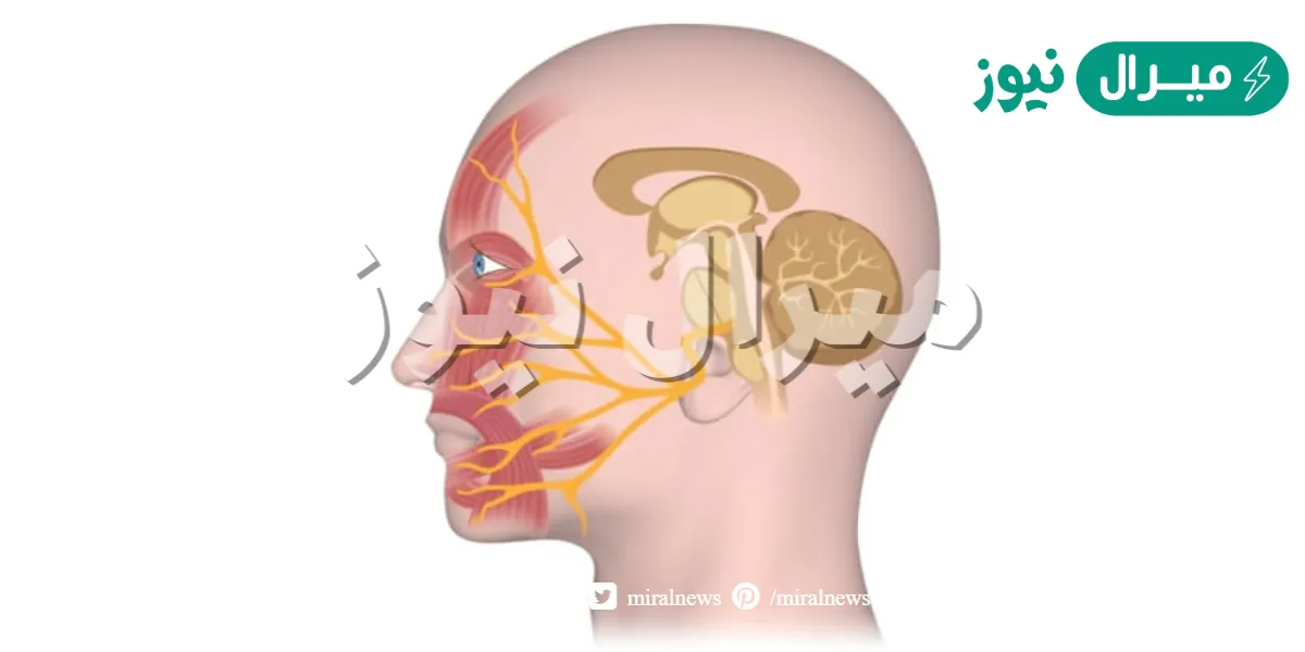 ما هو العصب السابع