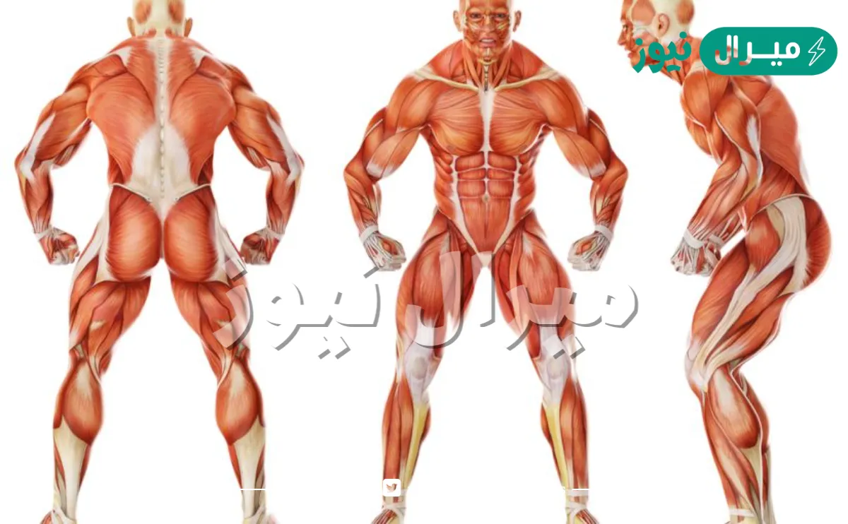 ما هو عدد العضلات في جسم الانسان