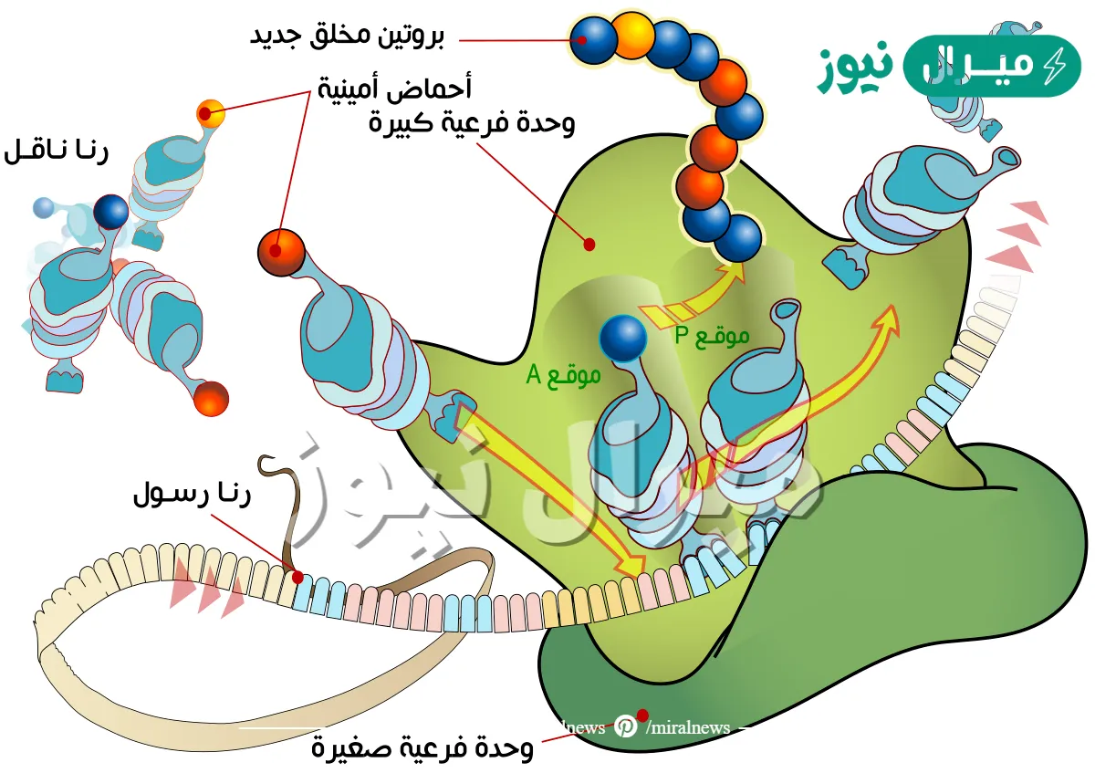 ما هو موقع بناء البروتين