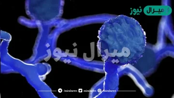 ما هو وباء العفن الأسود