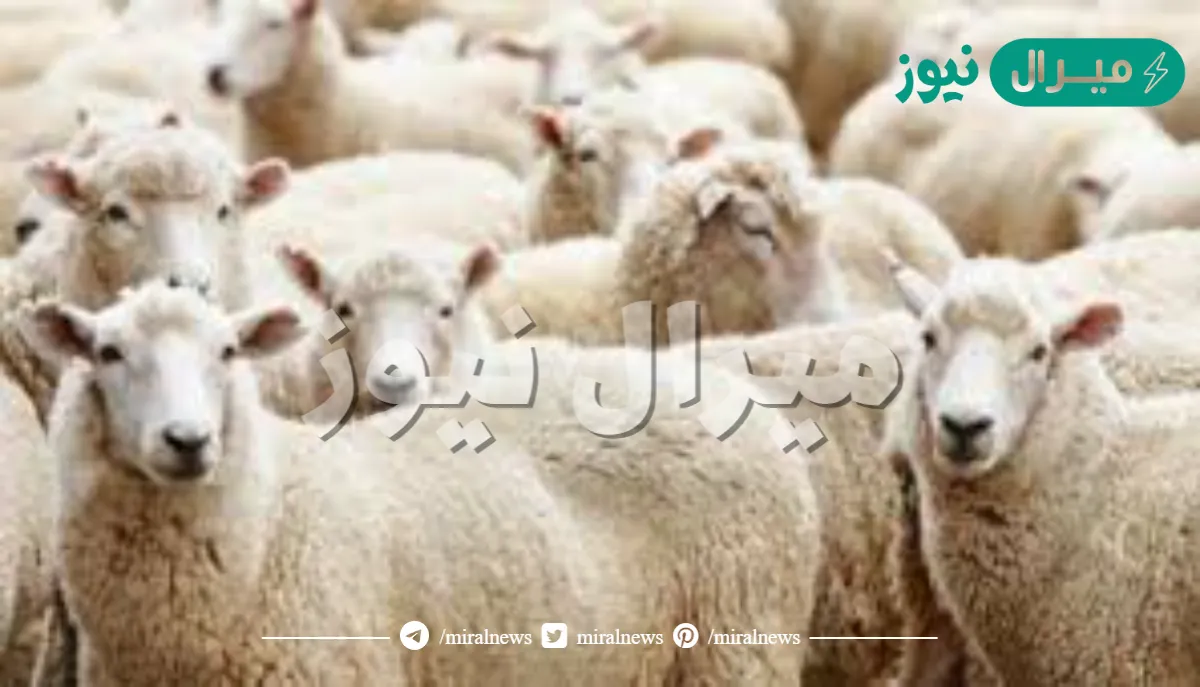 ما هي شروط الاضحية من الغنم