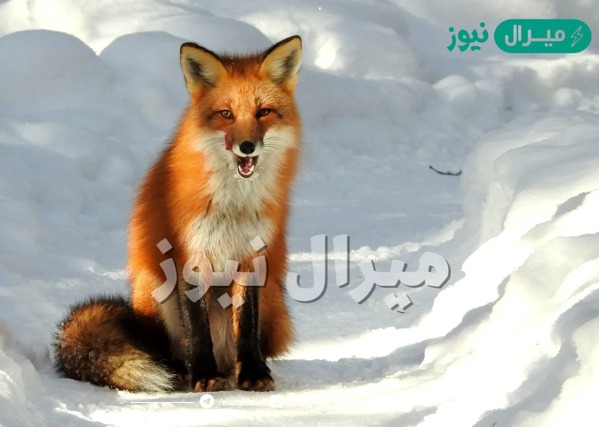 ما هي كنيه الثعلب