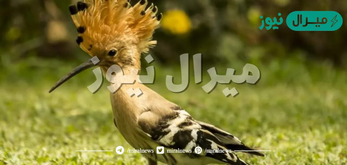 ما هي كنيه الهدهد في اللغه العربيه