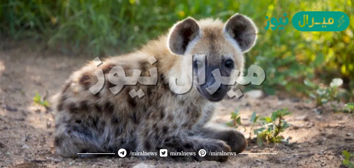 ماذا يسمى صغير الضبع