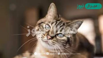 ماذا يغطي جسم القطط