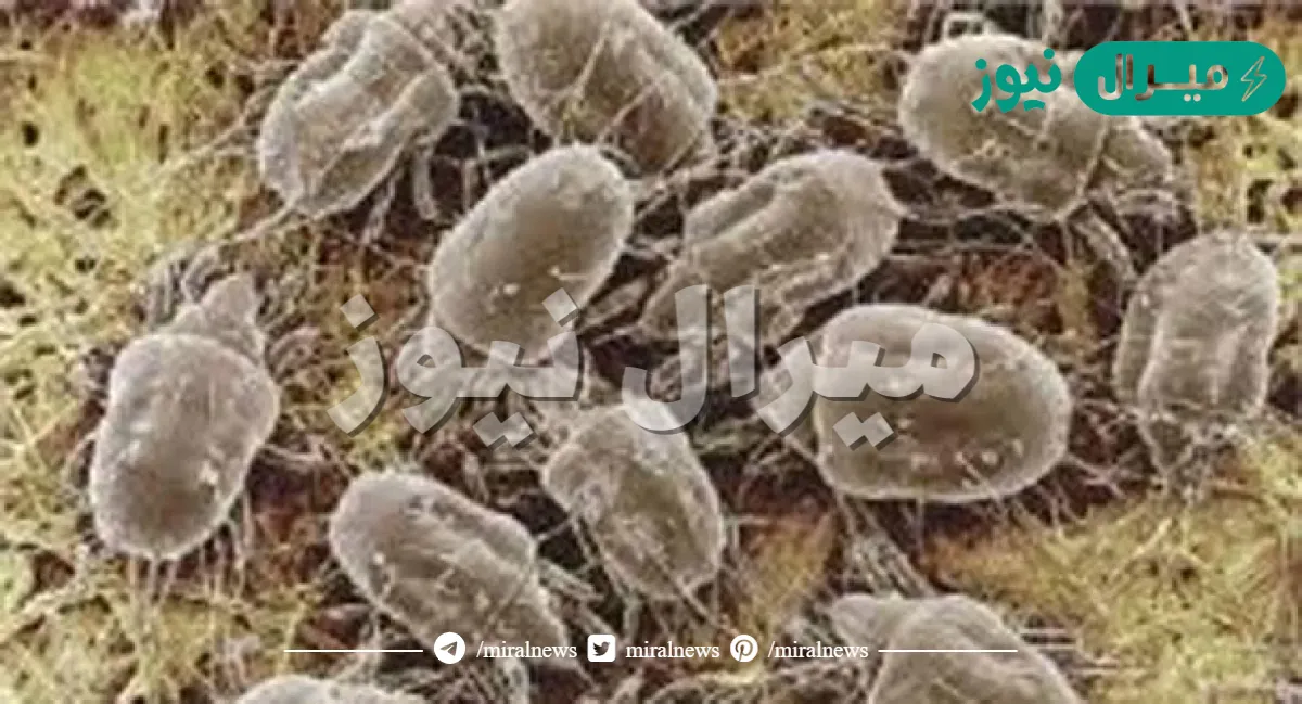 ماذا يمثل عث الغبار