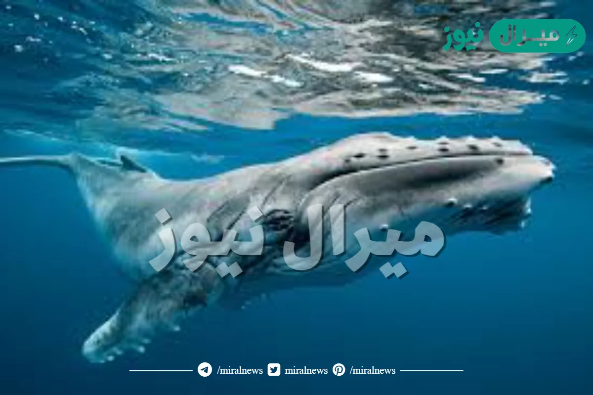 هل الحوت الذي ابتلع يونس حي