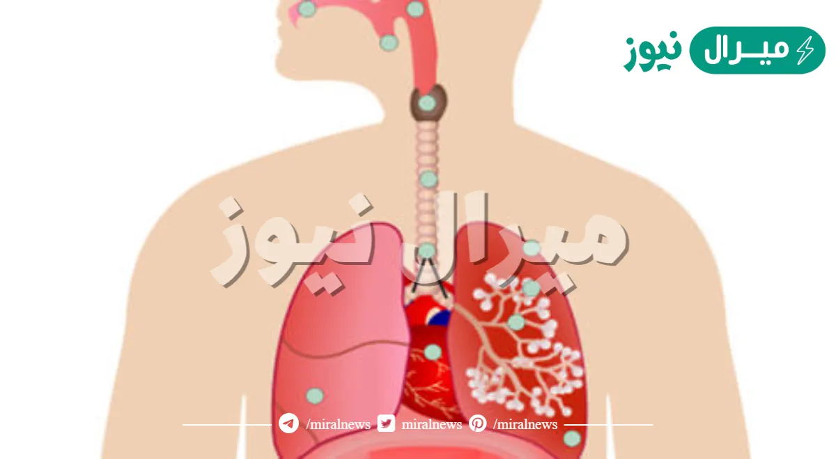 هل الرئه اليمنى للانسان اكبر من اليسرى