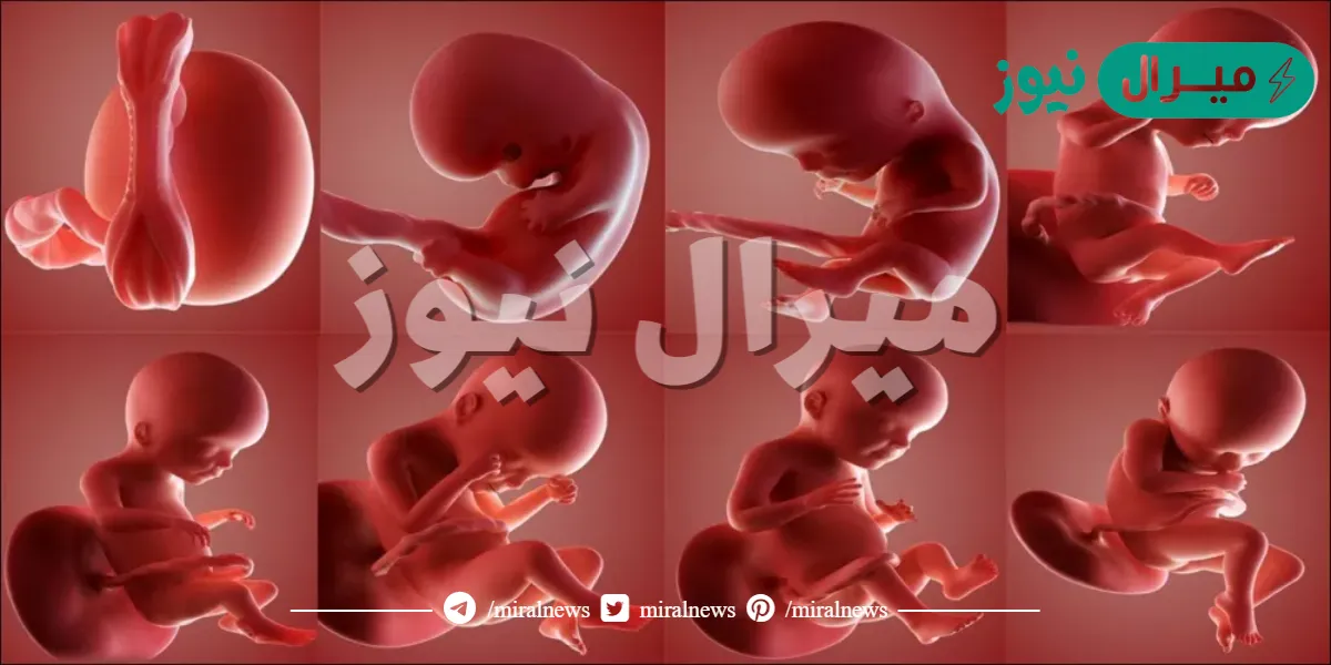 يتطور خلق الجنين في بدايته كل كم يوم