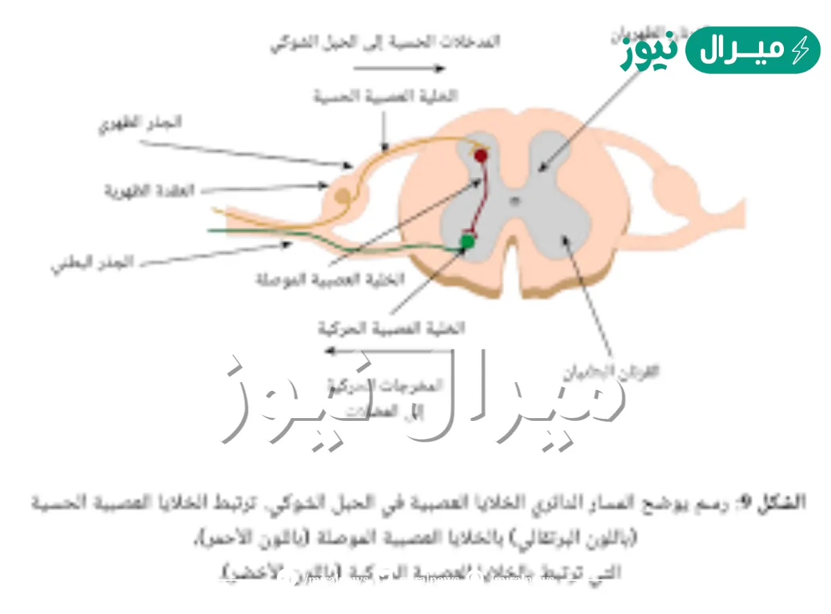 يستقبل السيالات السمعية والبصرية